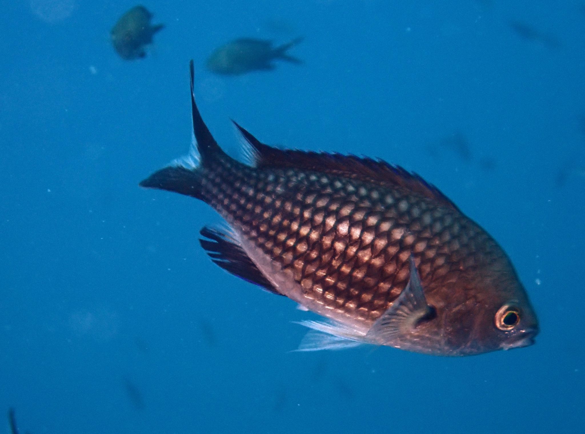 Castañuela (Chromis chromis) en aguas mediterráneas, especie pelágica costera, de cuerpo pequeño y comprimido lateralmente, color oscuro o azulado según la luz, observada en inmersiones recreativas con enfoque en fauna local del Mediterráneo.