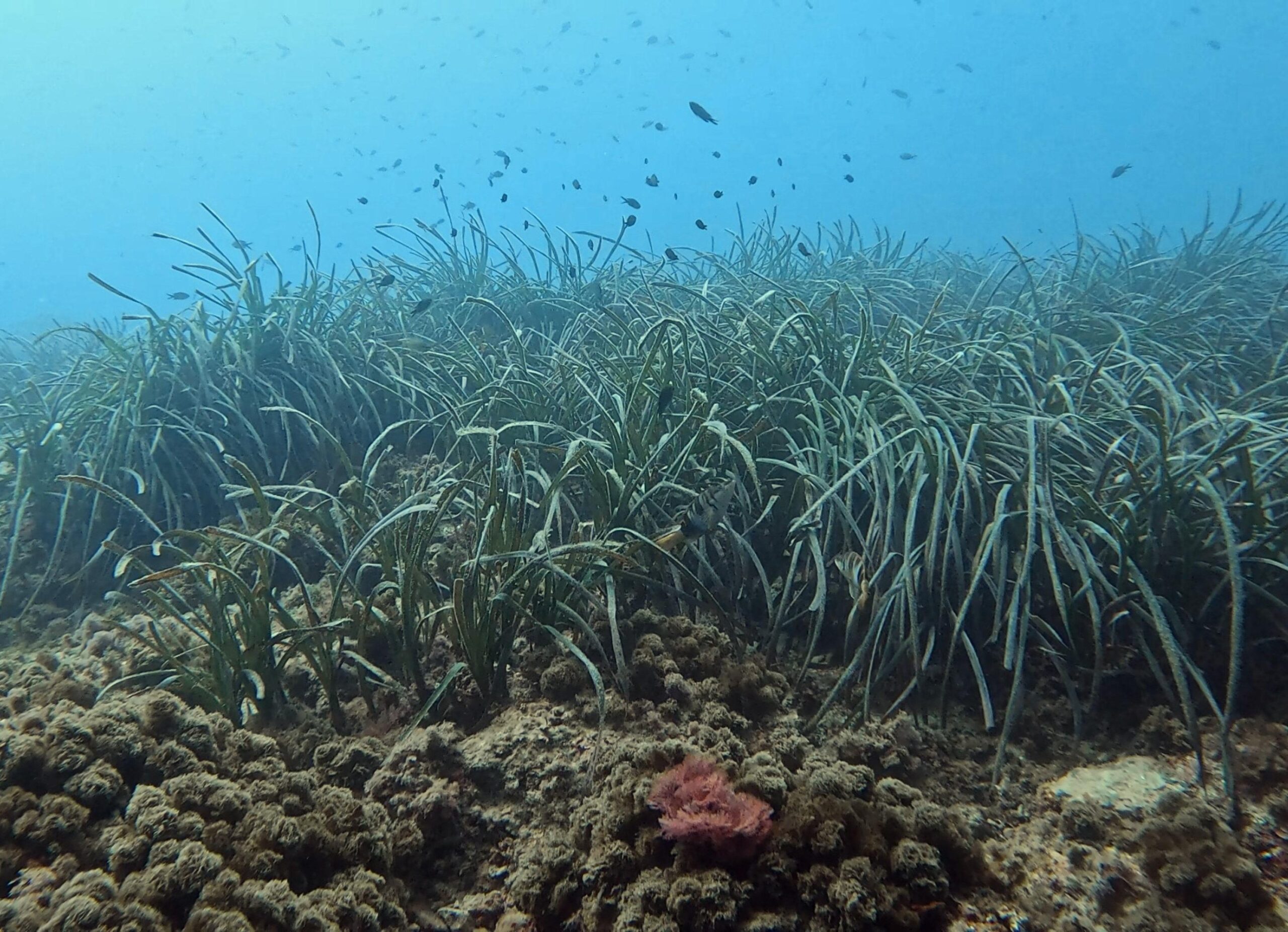 Posidonia oceánica: la superheroína del Mediterráneo que bucea sin botella.